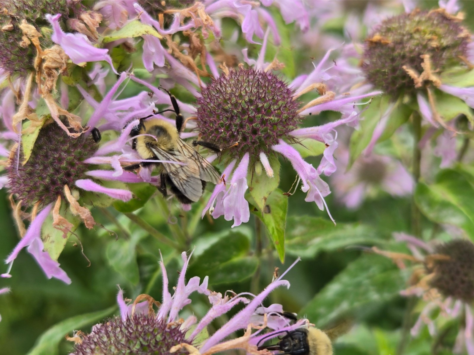 Wild Pink Bee Balm Seeds/Monarda fistulosa/1 gram +/Native US Plant/Medicinal/