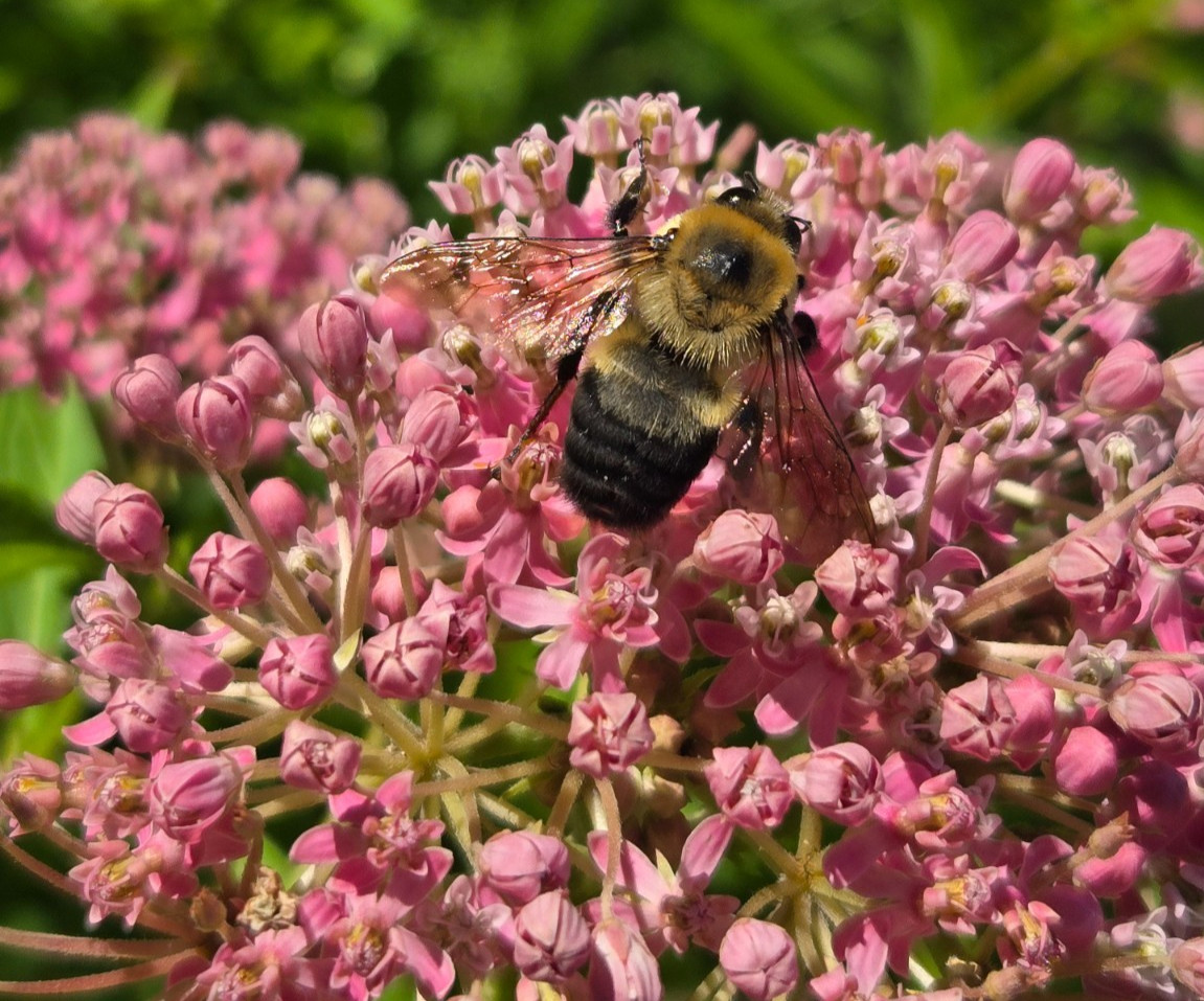 1 GRAM +Pink Swamp Milkweed/NATIVE NE US/Asclepius Incarnata/ORGANIC