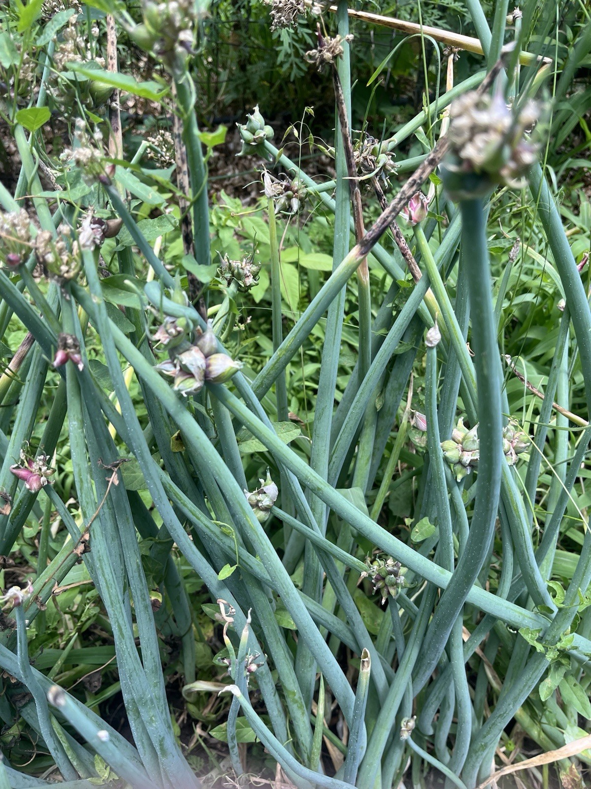 HEIRLOOM ONION BULBILS, RED CATAWISSA EGYPTIAN WALKING ONIONS (10 BULBILS)