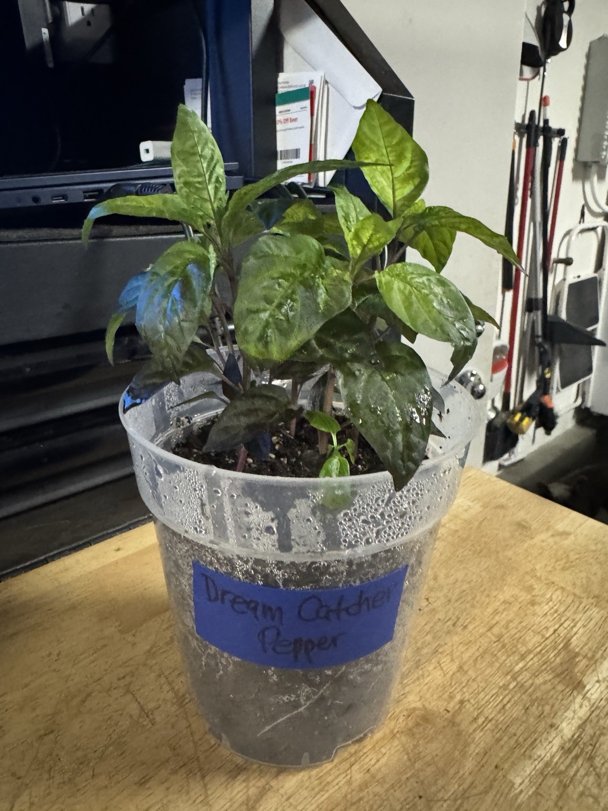 All Varieties!! 5 Pepper Plants!! 1 Type Per Container!! Ready To Ship!!
