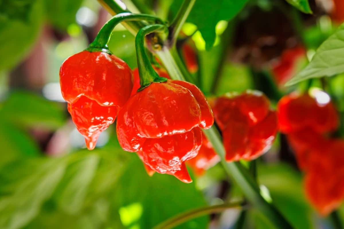 trinidad scorpion seeds. Super Hot! 20 Seeds. Free Shipping!