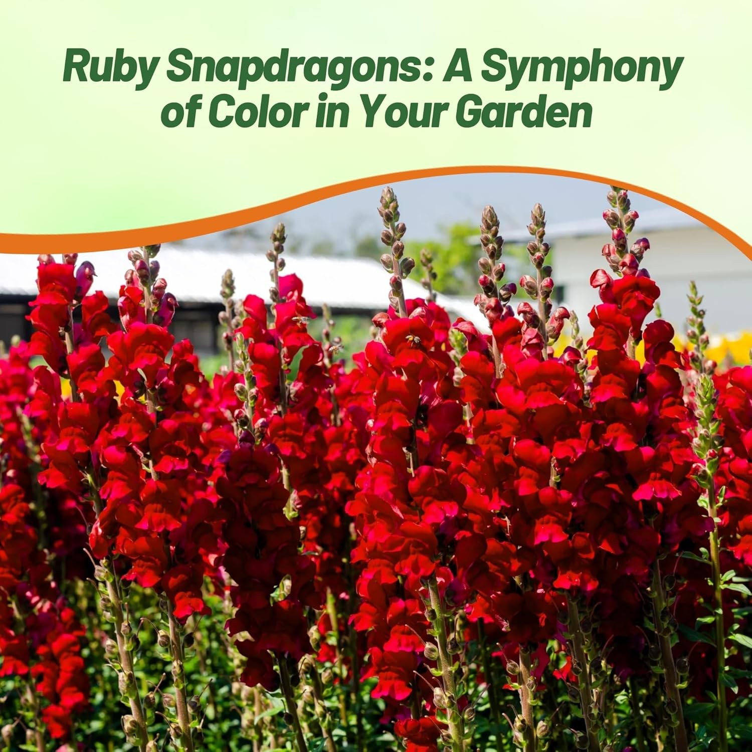 10000 Seeds Snapdragon Seed – Ruby Red Snapdragon Flower Seeds