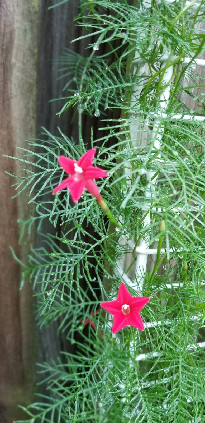 Cypress Vine Ipomoea Quamoclit Red Flowers 30 Seeds
