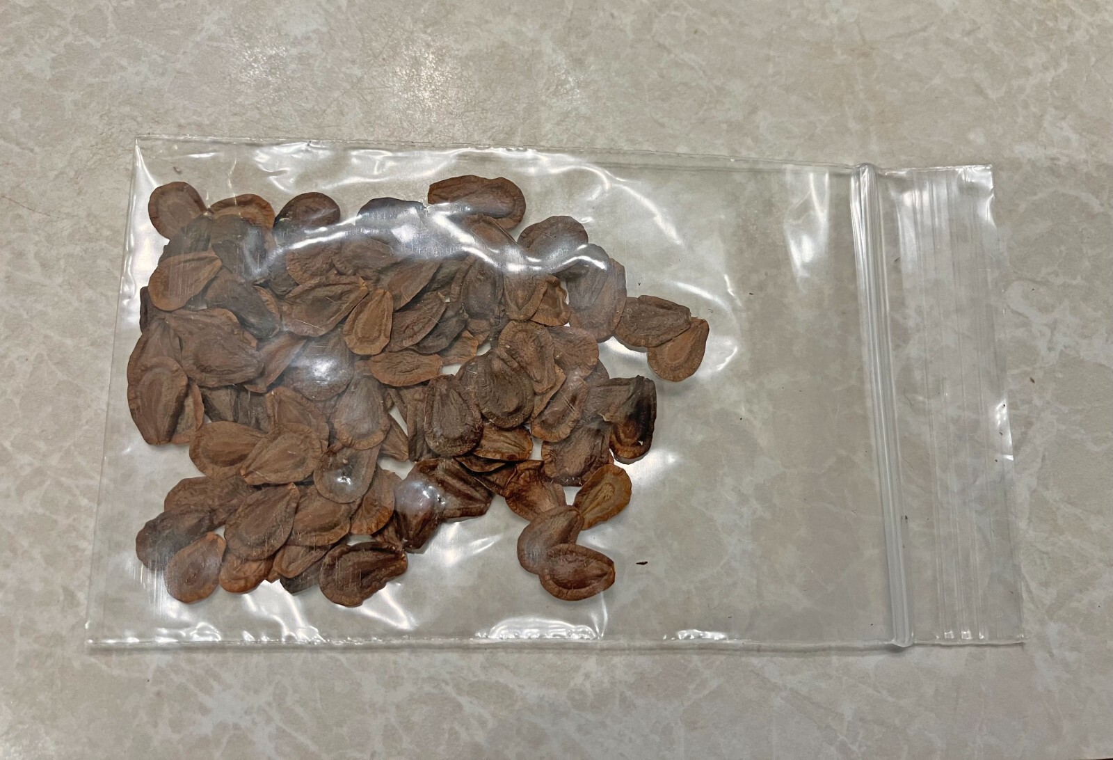 100+ Common Milkweed Seeds, Attract Monarch Butterflies*