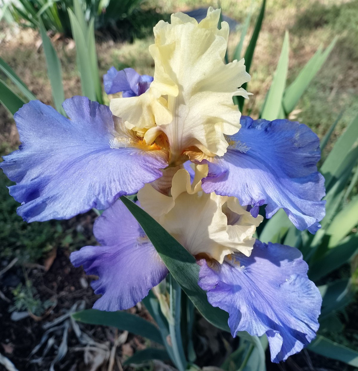 (4) TALL BEARDED IRIS RHIZOME RANDOM MIX BEAUTIFUL FLOWERS ROOT GARDEN PLANTS