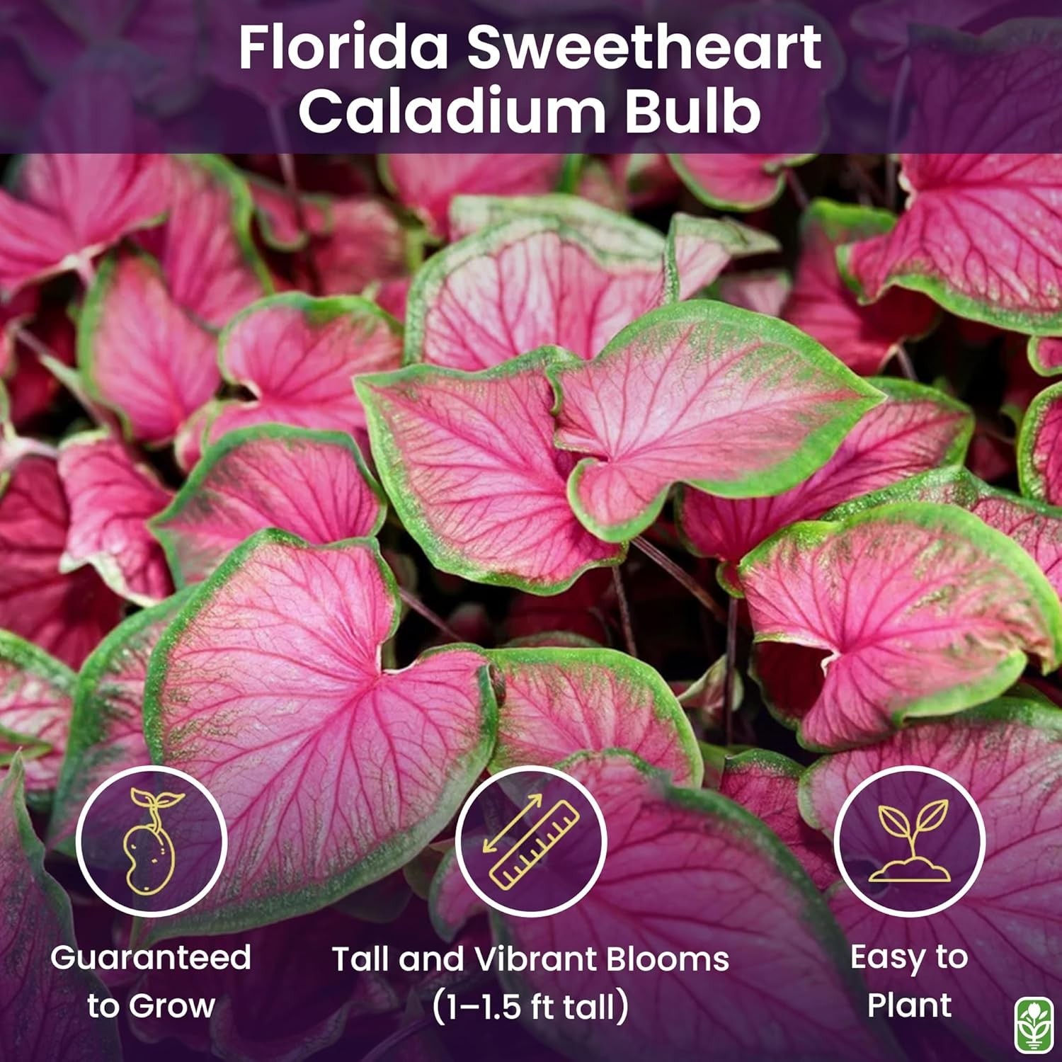 Heirloom Florida Sweetheart Caladium – Large Root – Extended Bloom Time in Pink