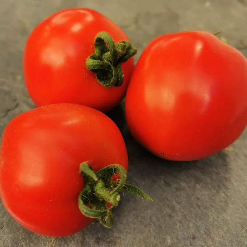 Floridade Tomato Seeds | Heat Tolerant Garden Red Heirloom Vegetable Seed 2024