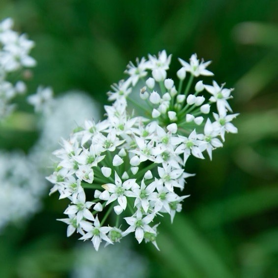 100+ Garlic Chives Seeds (Allium tuberosum) Chinese Chives Jiu cai Vegetable USA