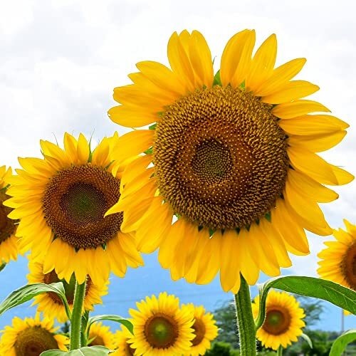, 600+ Large Mammoth Grey Stripe Sunflower Seeds for Planting 600 Seeds