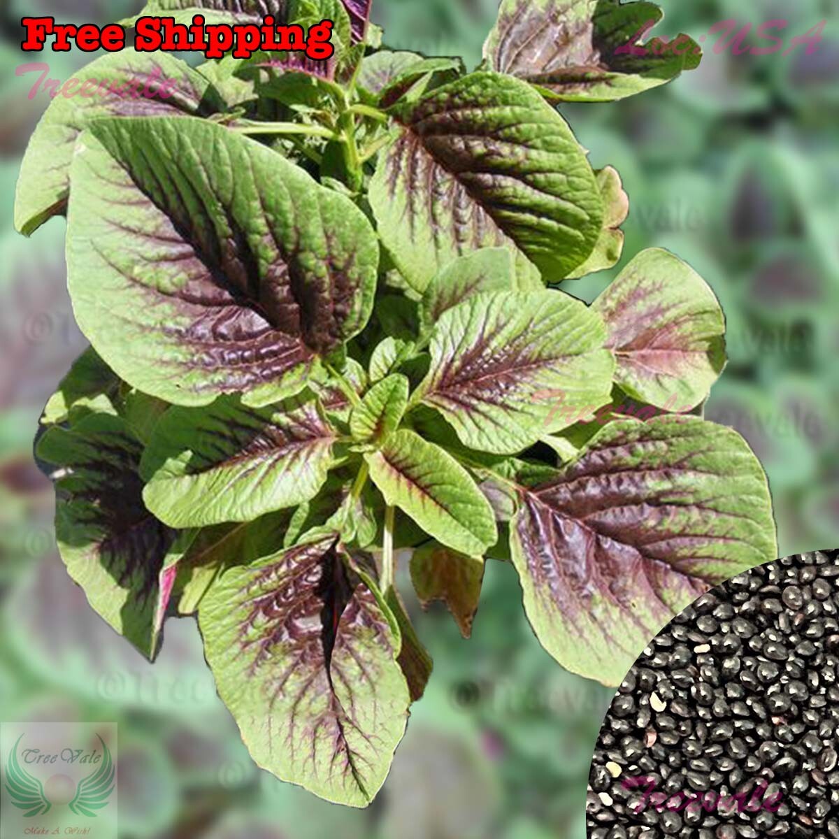 Red Amaranth Stripe Leaf Seeds |Edible Amaranth, Chinese Spinach, Yin Choi Seeds