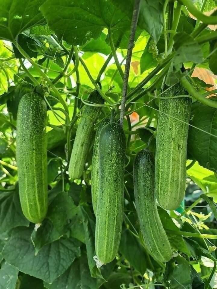 Dua Leo Vietnam/ Cucumber 90 Seeds F1 Hybrid Crunchy Sai Trái Dễ Trồng Dưa leo