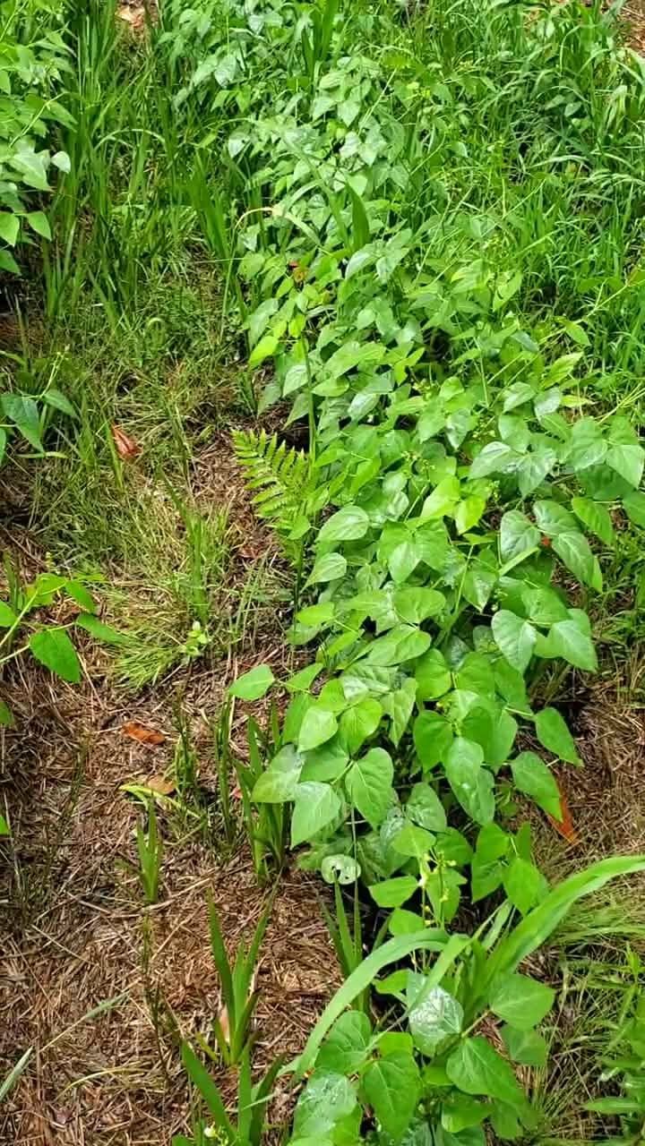 10+ Jackson Wonder Bush Lima Bean Seeds – Fresh 2026 Harvest | Beyond Organic