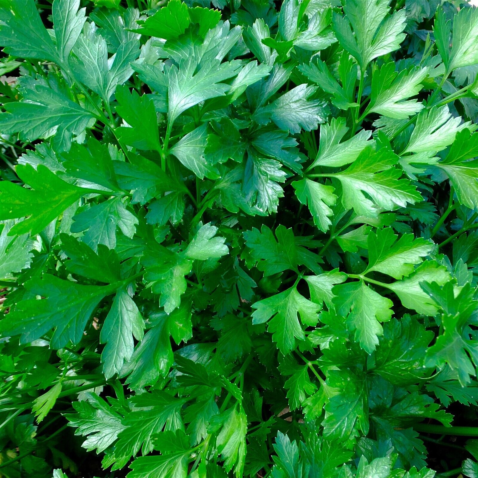 Premium Fresh 600 Herb Seeds Cilantro Slow Bolt Non-GMO Heirloom