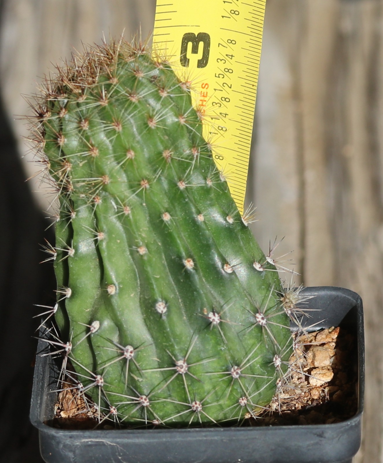 Echinopsis hybrid ‘Orange Glory’