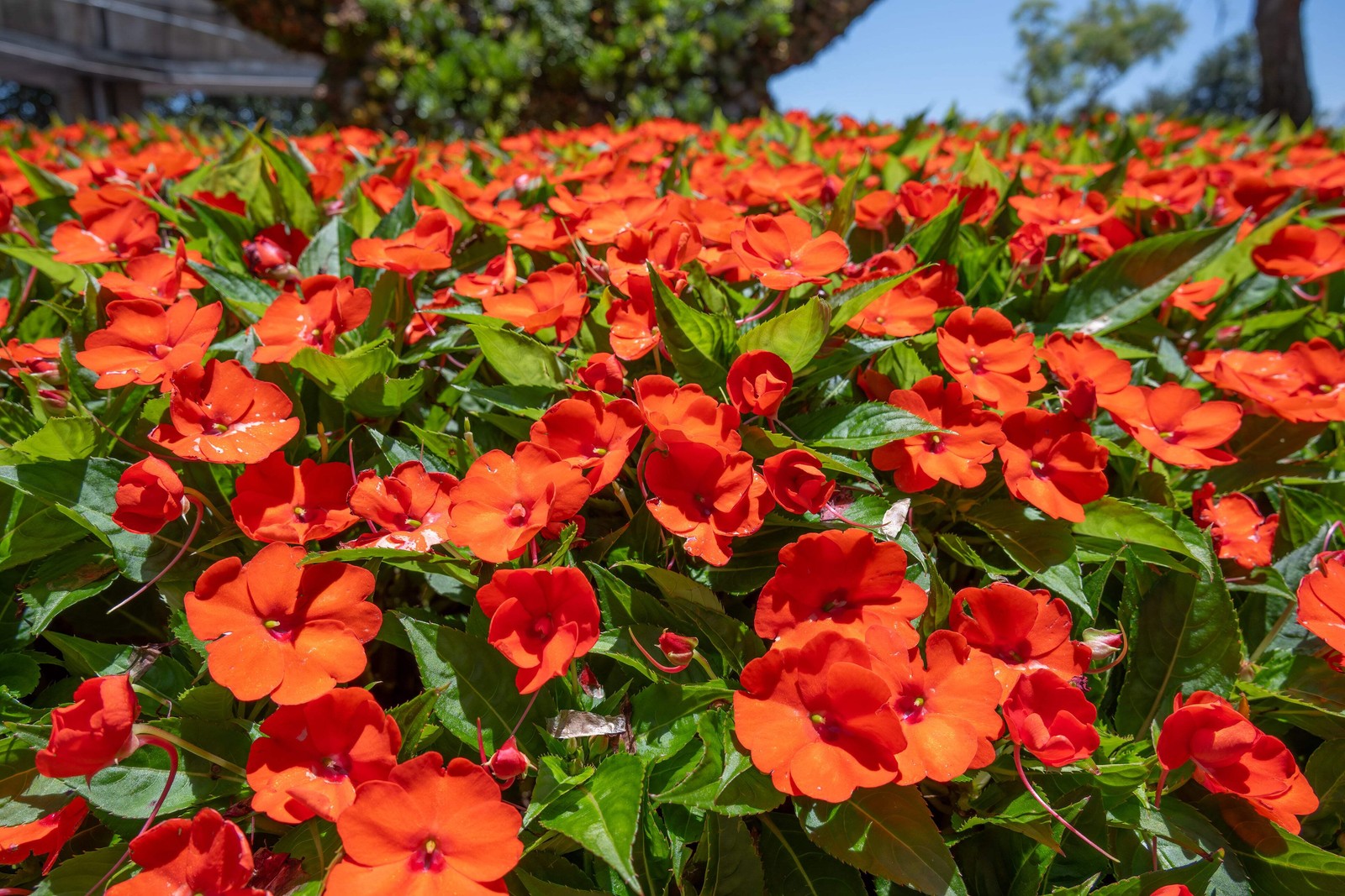 50 DWARF ORANGE IMPATIENS Walleriana Sun or Full Shade Flower Seeds *Flat Ship