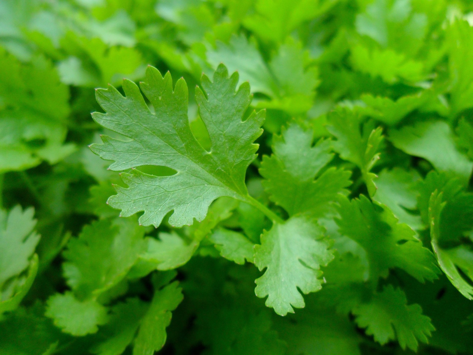 301+ITALIAN Flat Leaf PARSLEY Seeds Organic Herb Garden Containers Culinary Easy