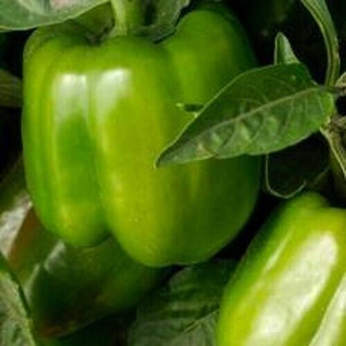 SCARBOROUGH SEEDS GREEN BELL PEPPER CAL WONDER 50 SEEDS NON-GMO – FREE SHIPPING