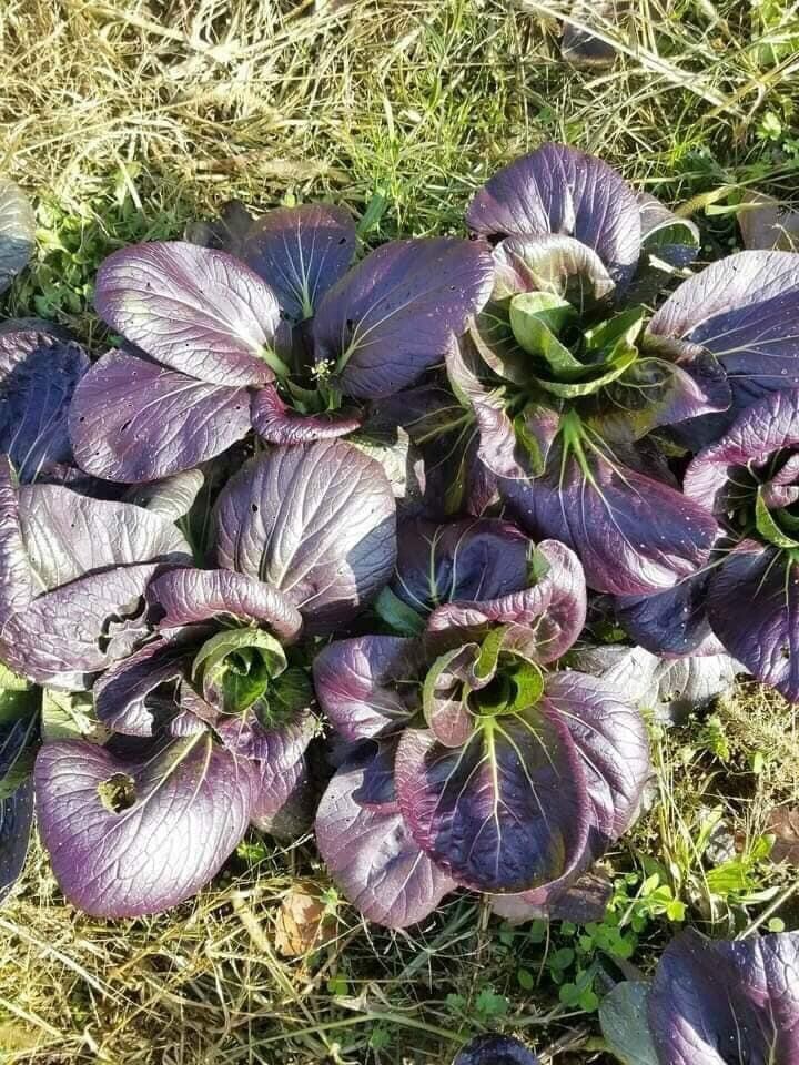 Purple/Green Bok Choy F1 hybrid Cabbage Seeds 40~45 days. Shanghai Pak Choy