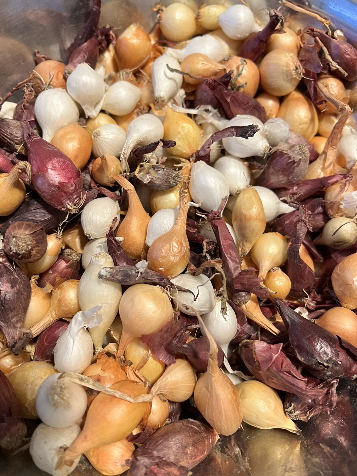 Colors Mixed Onion 10lbs Sets (Bulbs) | Yellow, Red, White Mix 2025 Shipping