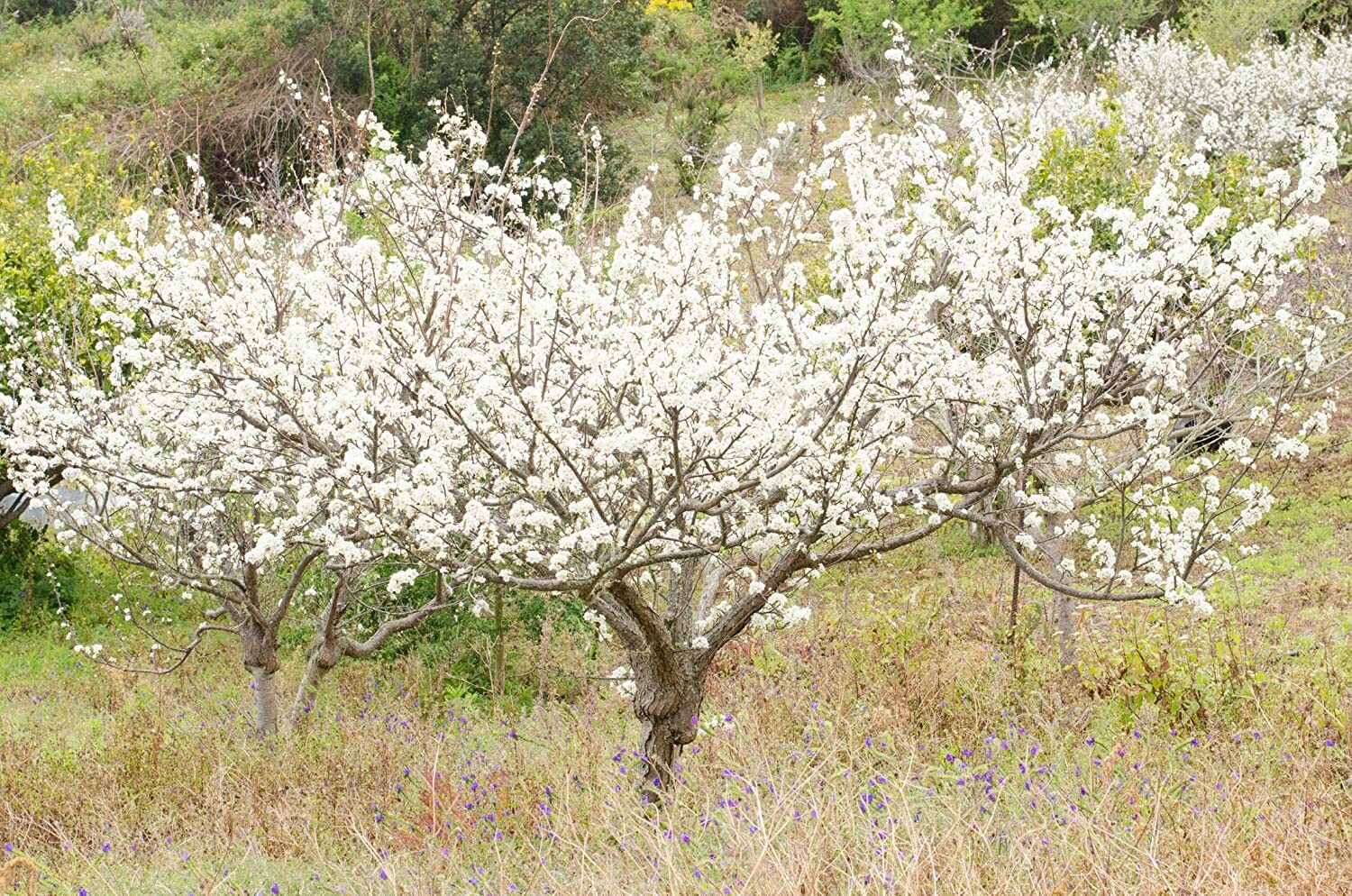 10 Plum Fruit Tree Seeds for Planting Prunus America Made in USA Ships from Iowa