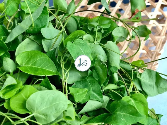 RIVER LEAF VINE SEEDS , HAT LÁ GIANG |HIGH GERMINATION RATE 85%|