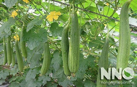 20+ Organic Luffa Gourd Seeds -Hột Mướp Hương -Organic NON-GMO – Free Shipping!