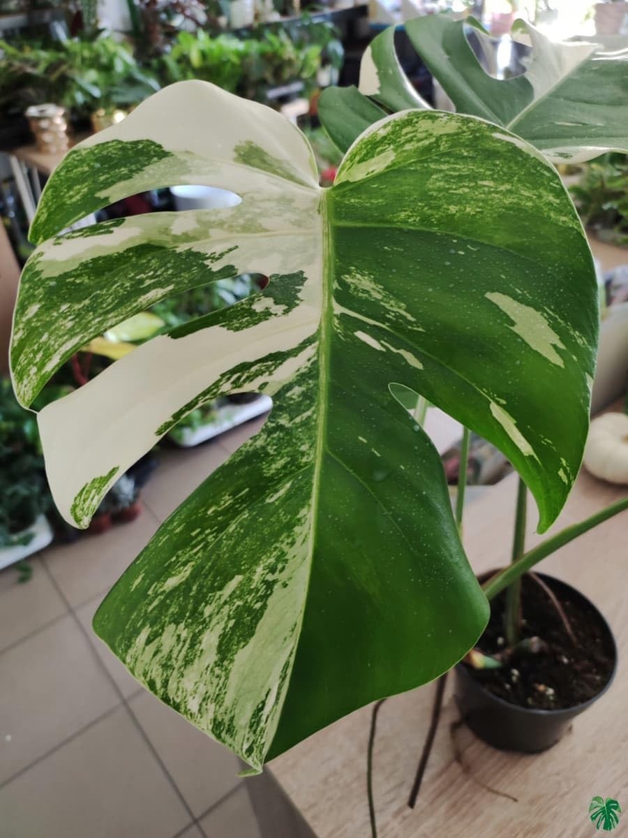 70pcs Variegated Monstera Seeds – Green & White Tropical Foliage Plant Seeds …