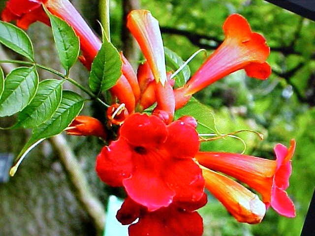 NOTABLE FOR ITS SHOWY RED-ORANGE FLOWERS TRUMPET VINE 25 SEEDS CAMPSIS RADICANS