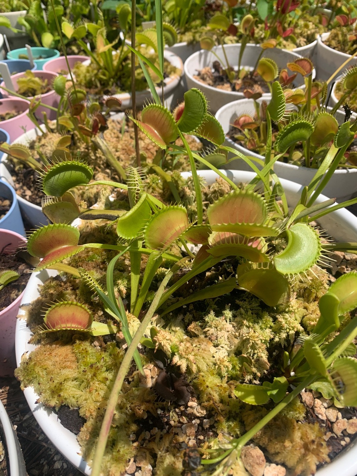 100+ Venus Flytrap seeds + Maxsea plant food