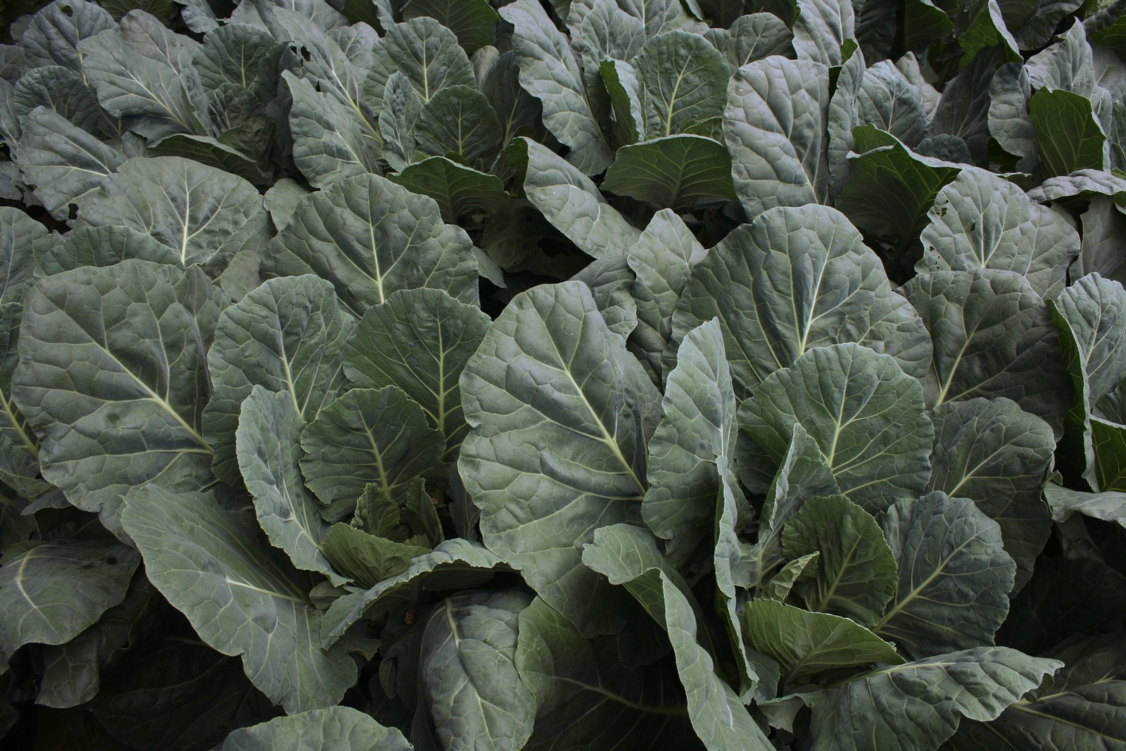 Cash Crop Collard Greens – 100 Seeds
