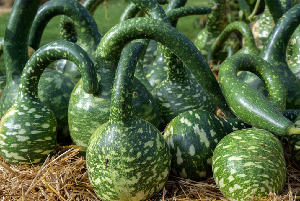 15 SPECKLED SWAN GOURD SEEDS NON – GMO FRESH GARDEN HARVEST
