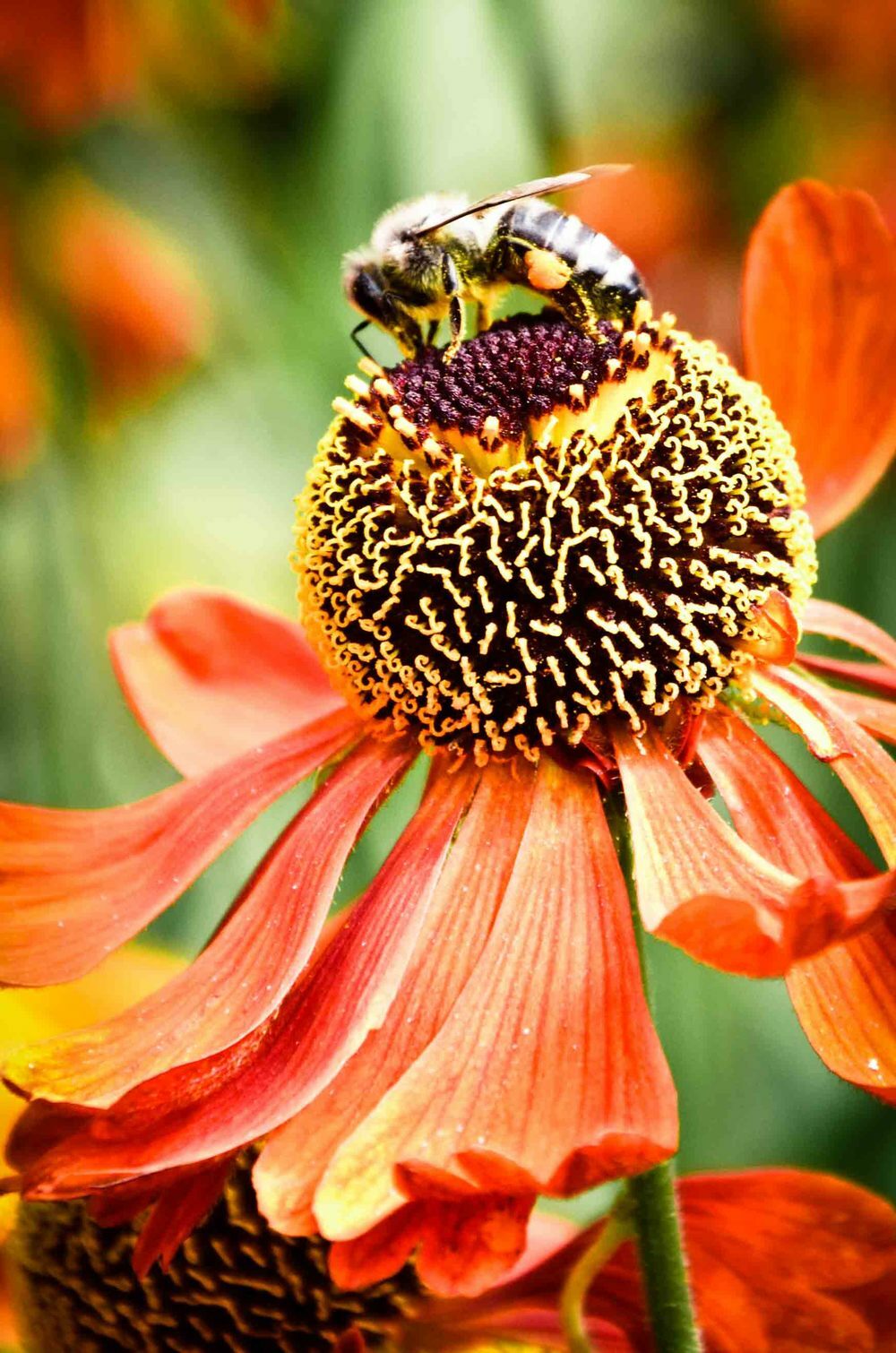 2001+BENEFICIAL INSECT Native Wildflower Mix Seed 7 Different Annual Perennial
