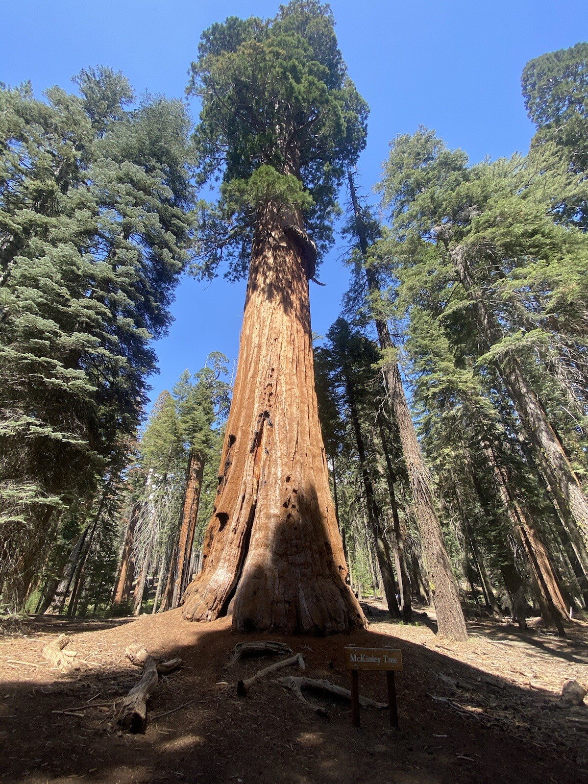 Giant Sequoia (Sequoiadendron giganteum), 25+ seeds, 2024 Harvest