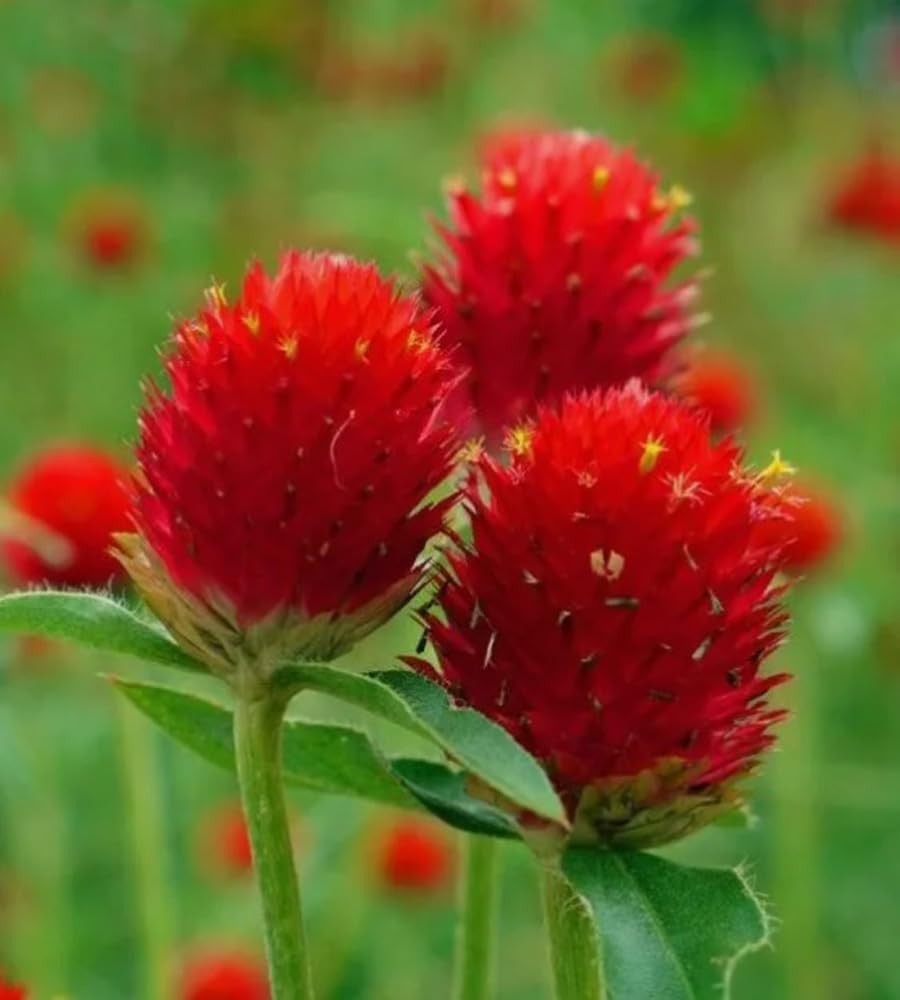 100PCS Extra Rare Flower Red Gomphrena Globosa Seeds
