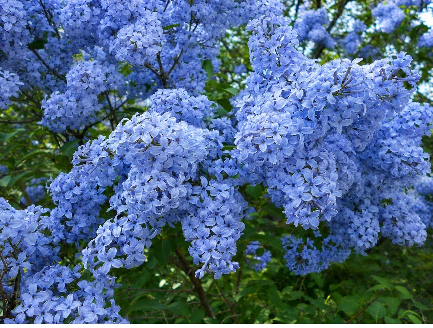 25 Lilac Seeds Fragrant Flowering Tree Perennial Flower Seed “California”