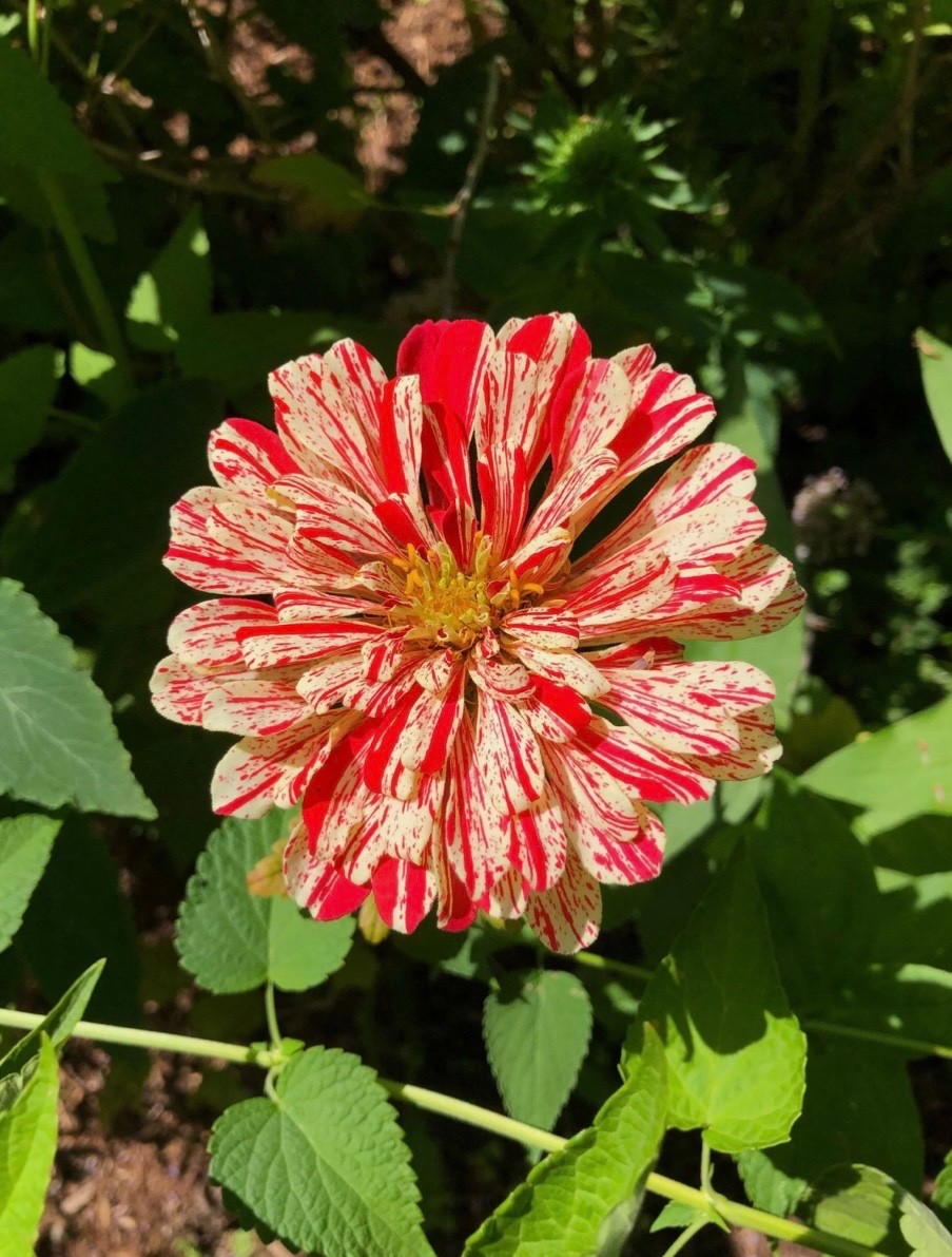 Peppermint Candy Stripe Zinnia | FRESH Seeds | Large Double Blooms | USA Seller