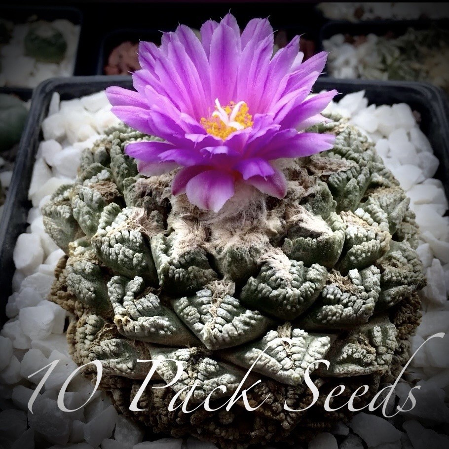 (10) Pack SEEDS Ariocarpus Fi55ur4tus US SELLER