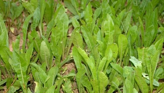 Sixpoint Chicory Food Plot Seed – 1 lb.