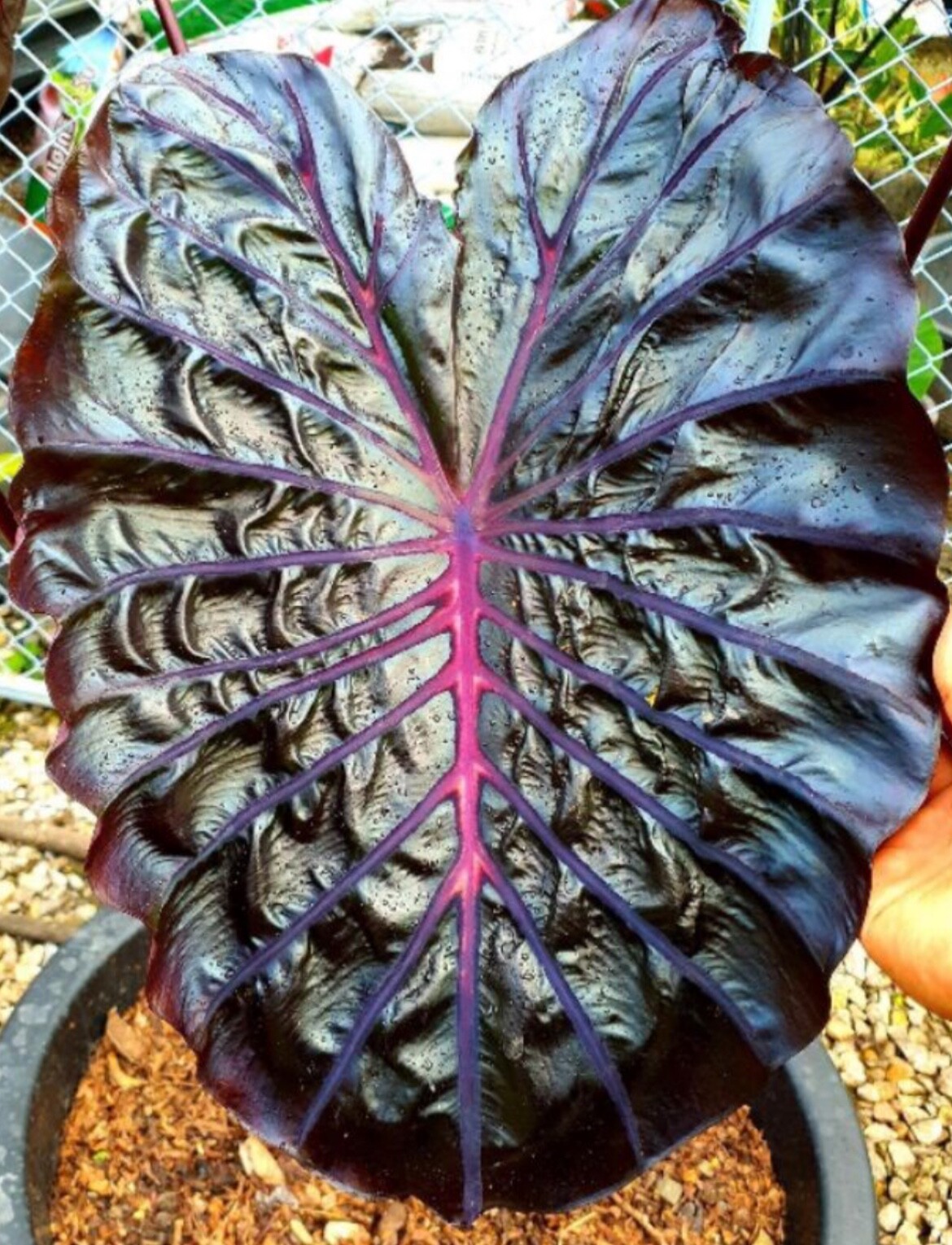 AUTHENTIC Colocasia Black Lava 1 bulbs