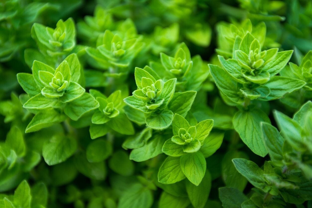 Greek Oregano Seeds | Organic | NON-GMO | Heirloom | Best Seller