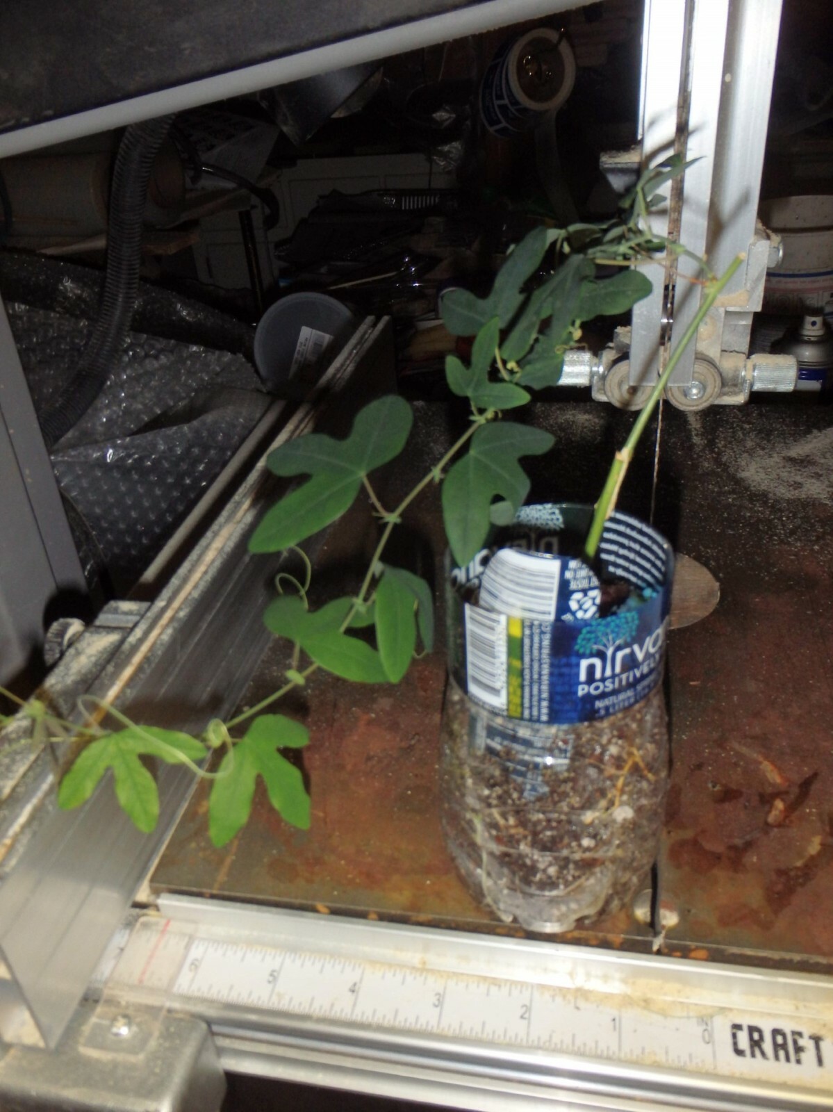 Passiflora “Amethyst” Passion flower vine, 10-16 inches long