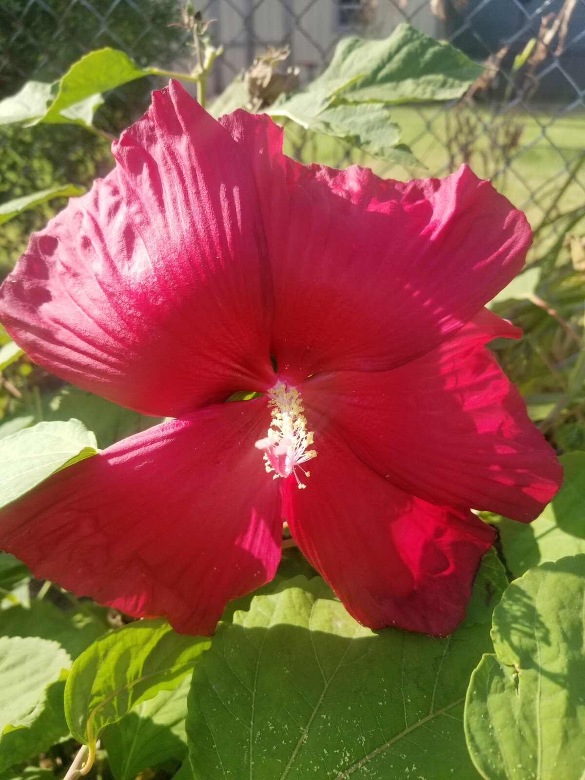 Luna Red Hardy Hibiscus PRE-STRATIFIED 25 Seeds Free Shipping.