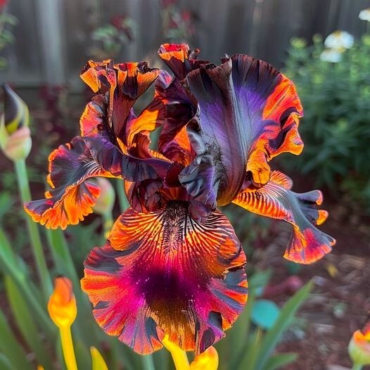 50 Firestorm Iris Seeds Fragrant Flower Plant (much less money than bulbs)