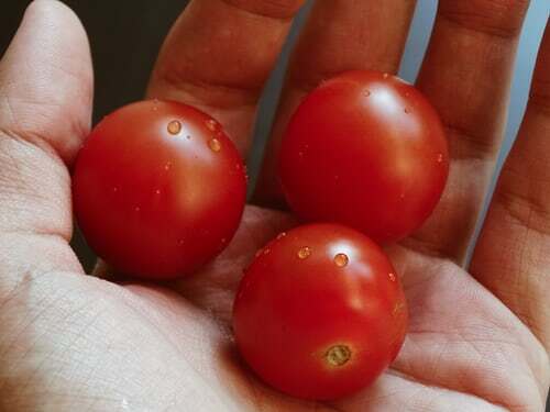 CHERRY TOMATO NON-GMO Vegetable Garden Seeds 50 Fresh Seeds