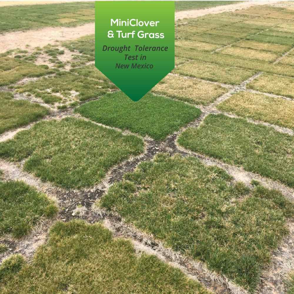 2 LBS Miniclover Seed For Planting No Mow Drought Tolerant Clover Lawns