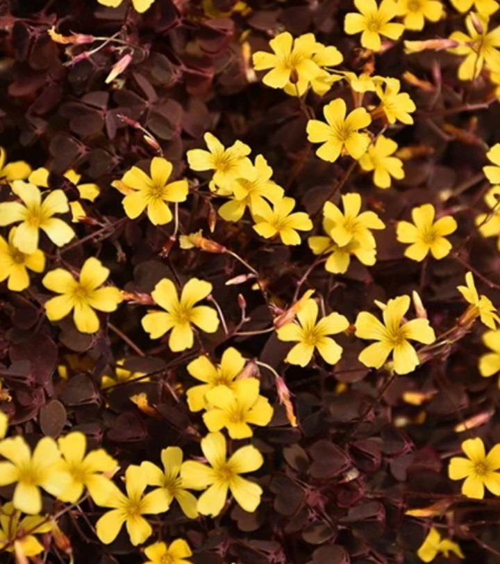 Oxalis Triangularis Chocolate Burgundy – Yellow Bloom – 2-5″ Tall – Purple Shamr