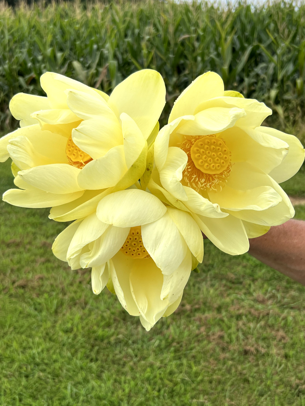 10 Seeds Yellow Lotus Flower Seeds American Water Lily for Pots or Pond