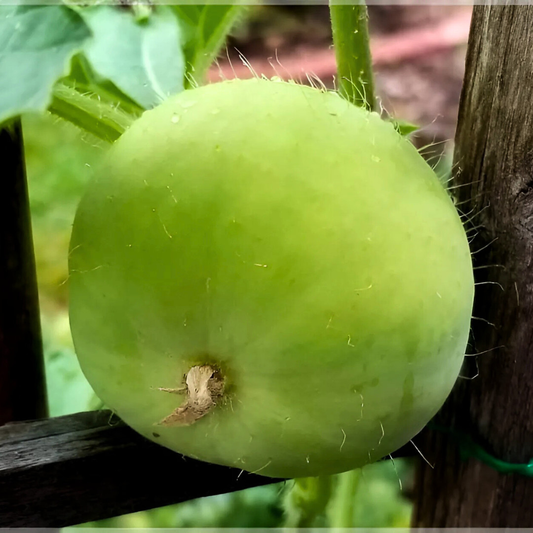 Fresh Indian Tinda Gourd 10 Seeds | Apple Gourd | Heirloom Non-GMO| Indian