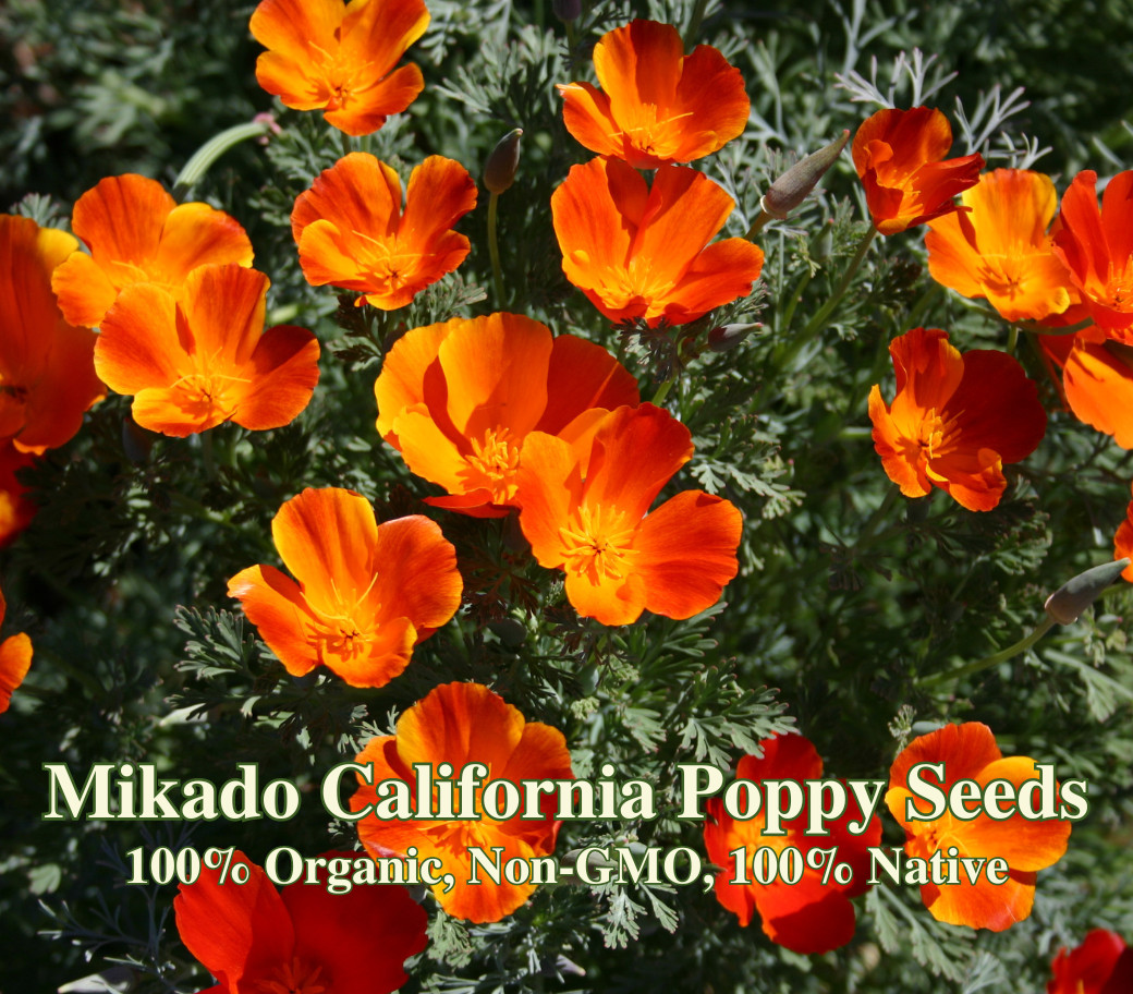 Mikado California Poppy Seed – California Native – Eschscholzia Californica