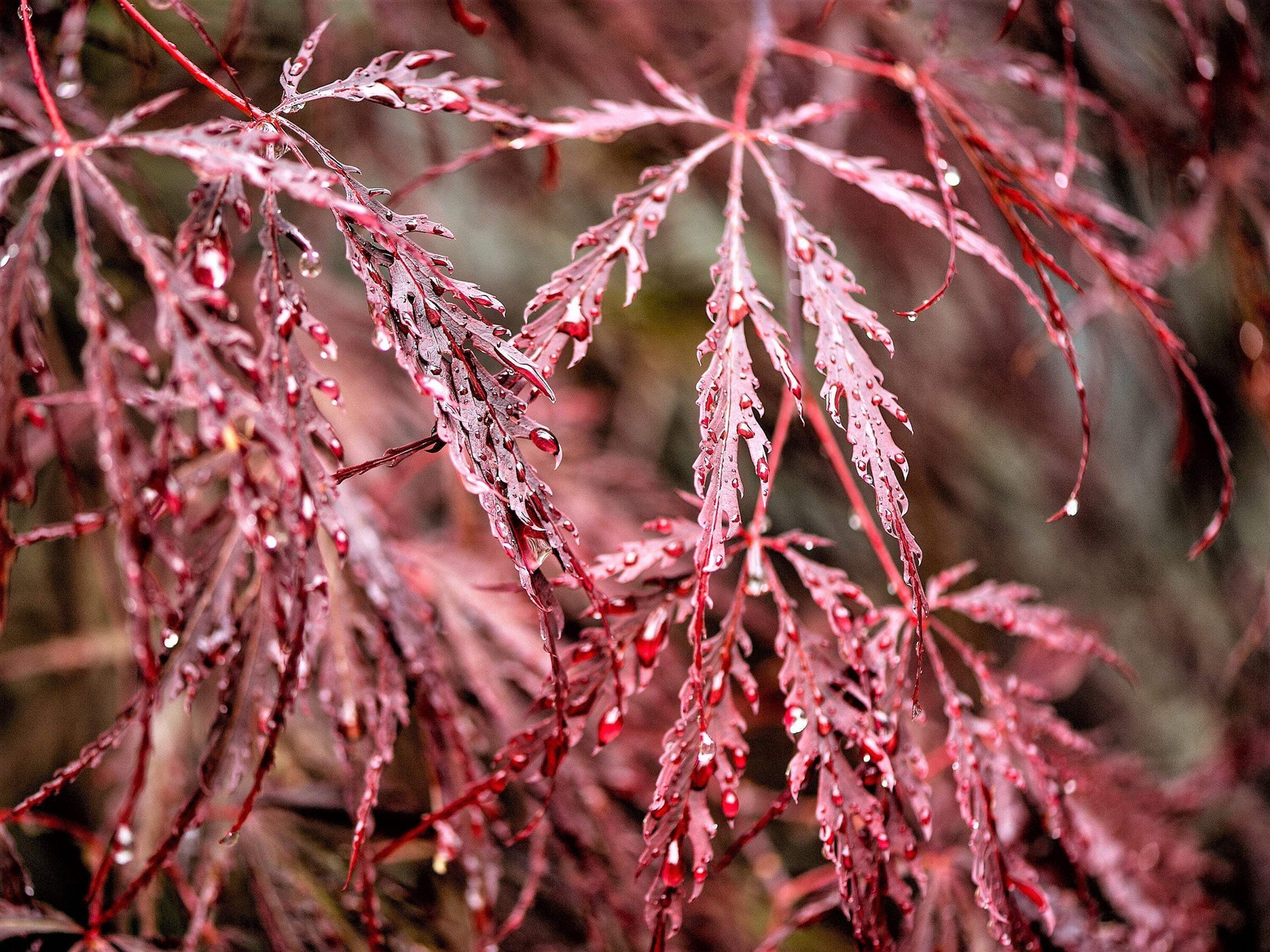 10 Red Dwarf Japanese LACELEAF MAPLE Tree Acer Palmatum Atropurpureum Seeds